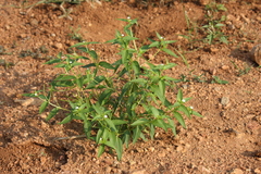 Catharanthus pusillus